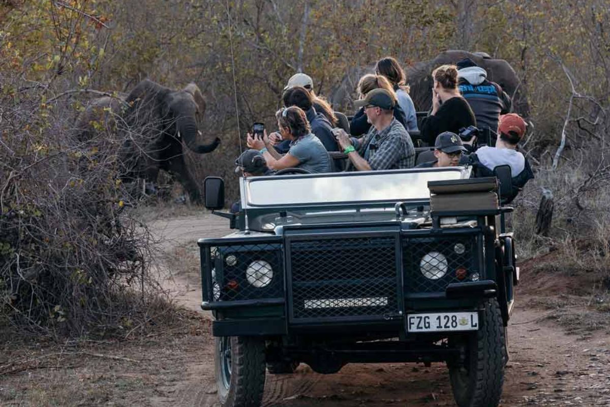 Safari em reserva do Greater Kruger, na África do Sul