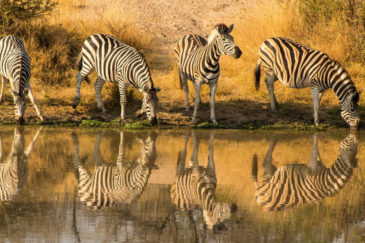 Zebras avistadas em safári no Kruger, África do Sul