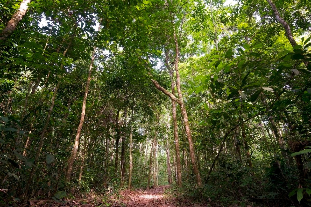 Trilha em meio à Floresta Amazônica