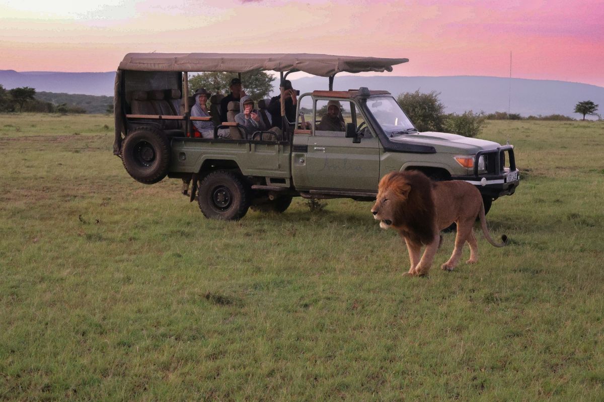 Turistas em safári guiado na África