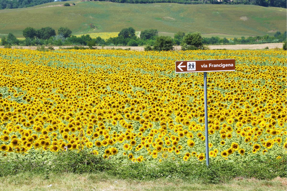 Imensao campo de girassol com placa sinalizando o percurso da Via Francigena