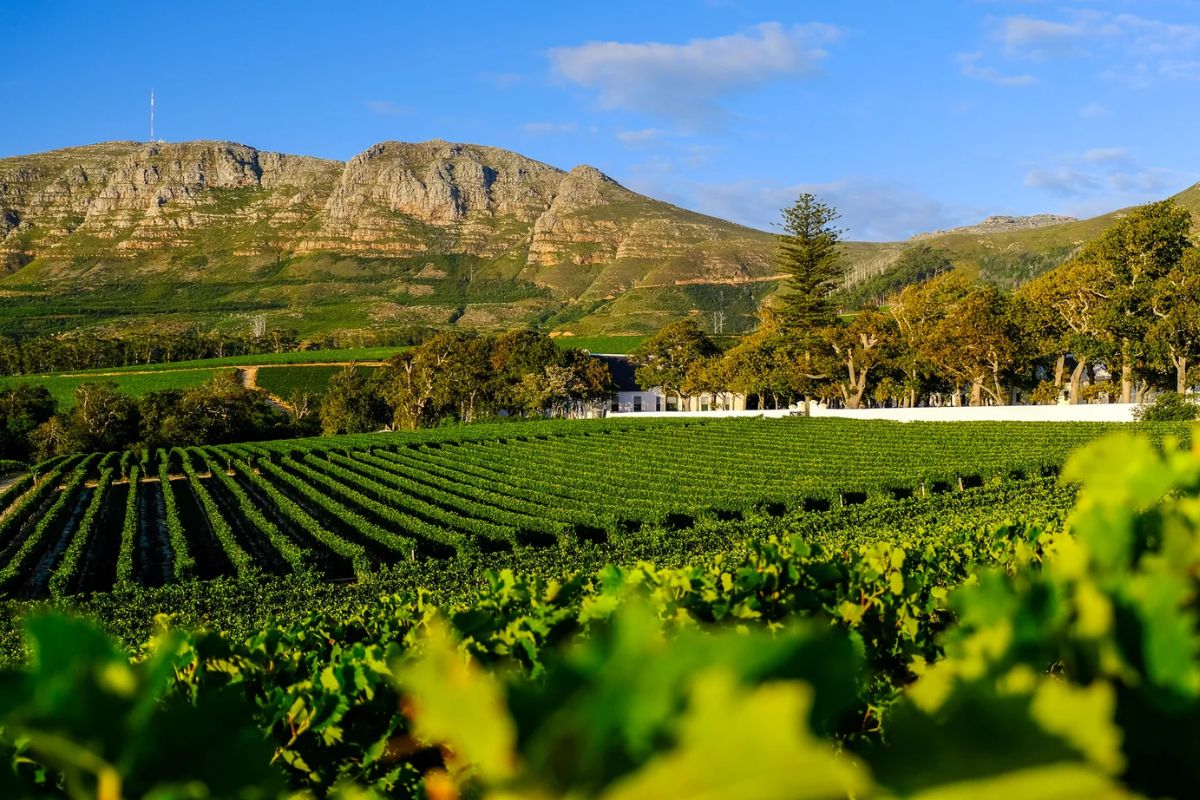 Vinhedo de vinícola próxima a Cape Town