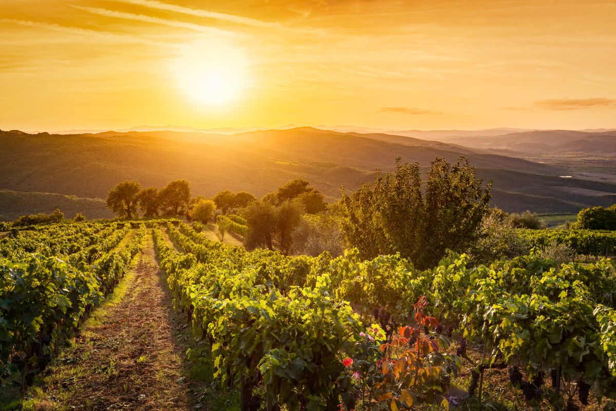 Plantações de uva em uma colina com o pôr do sol ao fundo