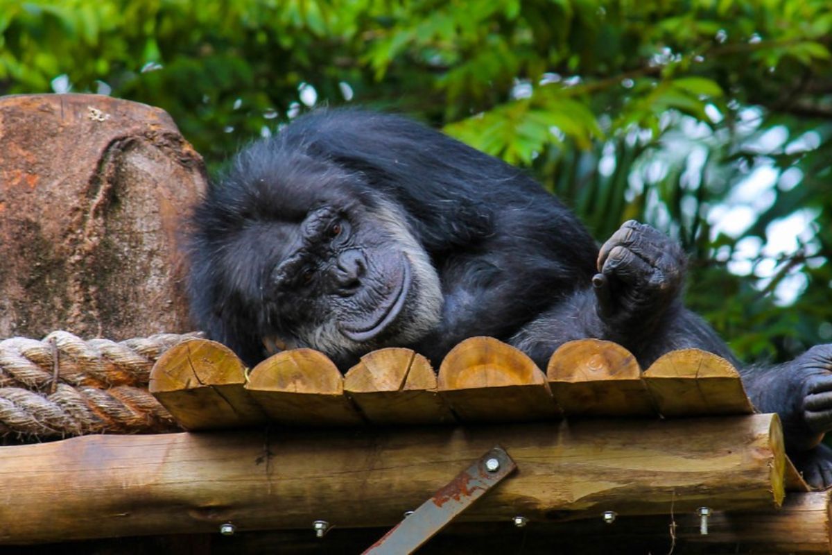 Gorila deitado em Zoológico de Sorocaba